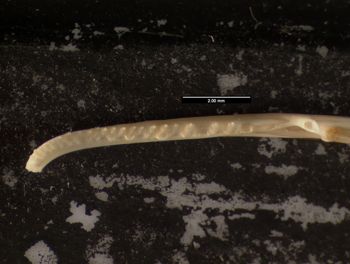 Media type: image;   Herpetology R-171407